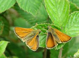 Attēlu rezultāti vaicājumam “Thymelicus sylvestris underside”