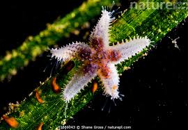 Image result for Asterias rubens