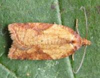 Attēlu rezultāti vaicājumam “Acleris aspersana”