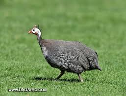 Attēlu rezultāti vaicājumam “Numida meleagris”