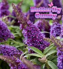 Image result for Buddleja davidii