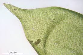 Attēlu rezultāti vaicājumam “Isothecium alopecuroides”