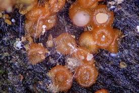 Attēlu rezultāti vaicājumam “Nectria peziza”