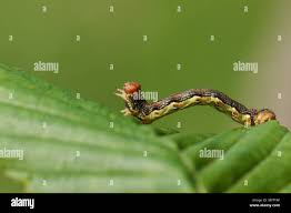 Attēlu rezultāti vaicājumam “Erannis defoliaria larva”