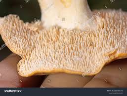 Attēlu rezultāti vaicājumam “Hydnum rufescens”