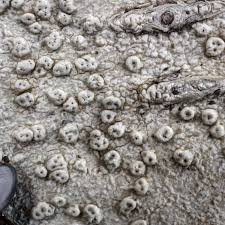 Attēlu rezultāti vaicājumam “Pertusaria pertusa”