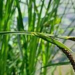 Attēlu rezultāti vaicājumam “Carex acutiformis fruit”