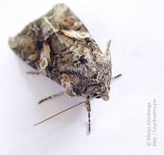 Attēlu rezultāti vaicājumam “Lacanobia contigua imago”