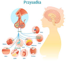 Image result for przyk adnica