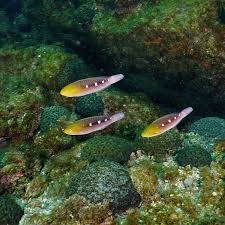 Image result for Scarus zelindae