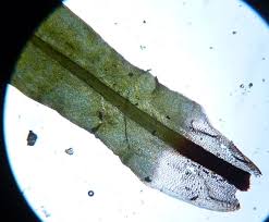 Attēlu rezultāti vaicājumam “Encalypta streptocarpa”