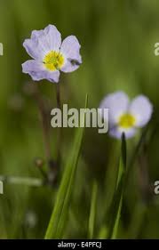 Attēlu rezultāti vaicājumam “Alisma gramineum flower”