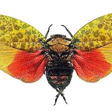 Attēlu rezultāti vaicājumam “Diderma chondrioderma spores”