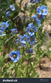 Image result for Meconopsis betonicifolia