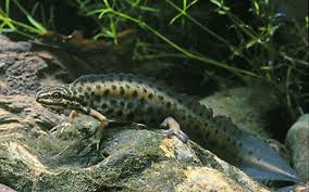 Attēlu rezultāti vaicājumam “Triturus vulgaris”