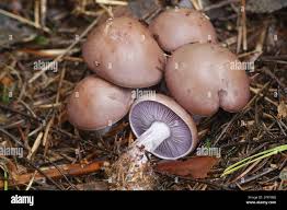 Attēlu rezultāti vaicājumam “Lepista nuda”