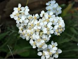Image result for Achillea millefolium