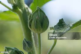 Attēlu rezultāti vaicājumam “Alcea rosea bud”