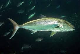 Image result for Seriola dumerili