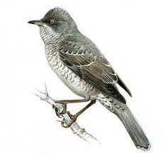 Attēlu rezultāti vaicājumam “Sylvia nisoria”