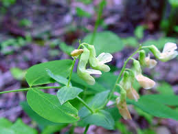 Attēlu rezultāti vaicājumam “Lathyrus pratensis fruit”