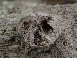 Attēlu rezultāti vaicājumam “Lycogala irregulare”