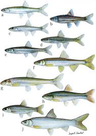 Image result for Mylopharodon conocephalus