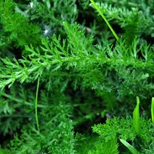 Attēlu rezultāti vaicājumam “Achillea millefolium leaf”