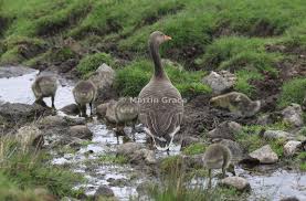 Attēlu rezultāti vaicājumam “Anser anser adult”
