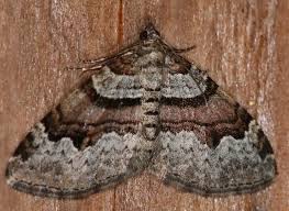 Attēlu rezultāti vaicājumam “Xanthorhoe designata”