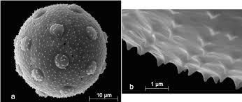 Attēlu rezultāti vaicājumam “Phleogena faginea sessile”