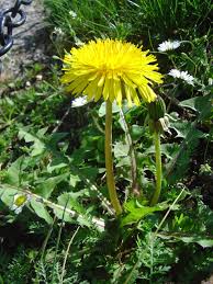 Attēlu rezultāti vaicājumam “Taraxacum officinale aggr.”
