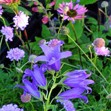 Attēlu rezultāti vaicājumam “Campanula latifolia flower”
