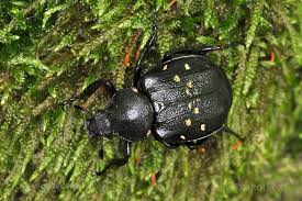 Attēlu rezultāti vaicājumam “Gnorimus variabilis”