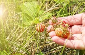 Attēlu rezultāti vaicājumam “Fragaria viridis fruit”