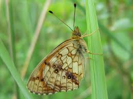 Attēlu rezultāti vaicājumam “Brenthis ino”