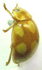 Attēlu rezultāti vaicājumam “Calvia decemguttata”