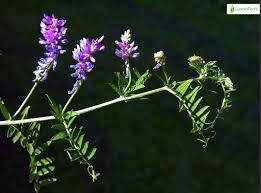 Attēlu rezultāti vaicājumam “Vicia cracca leaf”