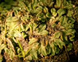 Attēlu rezultāti vaicājumam “Riccia sorocarpa macro”