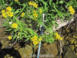 Attēlu rezultāti vaicājumam “Arnica montana”