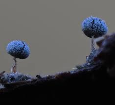 Attēlu rezultāti vaicājumam “Physarum leucophaeum”