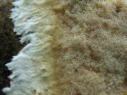 Attēlu rezultāti vaicājumam “Porotheleum fimbriatum”