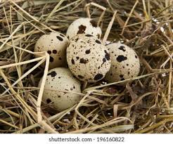 Attēlu rezultāti vaicājumam “Gallinago gallinago eggs”