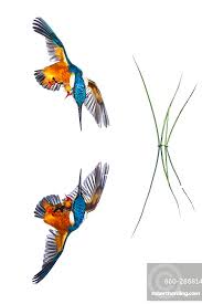 Attēlu rezultāti vaicājumam “Alcedo atthis”