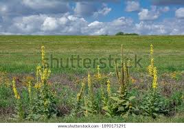 Attēlu rezultāti vaicājumam “Verbascum densiflorum bud”