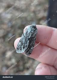 Attēlu rezultāti vaicājumam “Brachionycha nubeculosa”