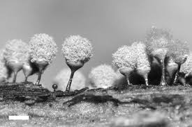 Attēlu rezultāti vaicājumam “Lamproderma violaceum stalked”