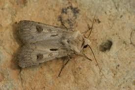 Attēlu rezultāti vaicājumam “Agrotis exclamationis”