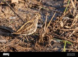 Image result for Lymnocryptes minimus