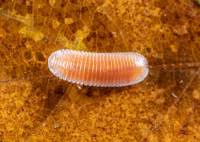 Attēlu rezultāti vaicājumam “Polyzonium germanicum”